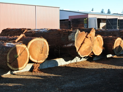 Several redwood salvage logs awaiting manufacturing.