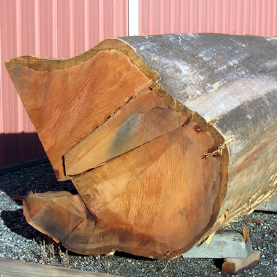 A salvage log recovered for redwood lumber manufacturing.